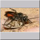 Astata boops - Wanzengrabwespe 17j 11mm mit Wanze auf meiner Hand.jpg